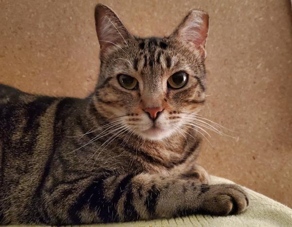 /Images/uploads/The Murphee and Sugar Angel Foundation/murpheeandsugar-pet-photo-contest-fundraiser/entries/27758thumb.jpg